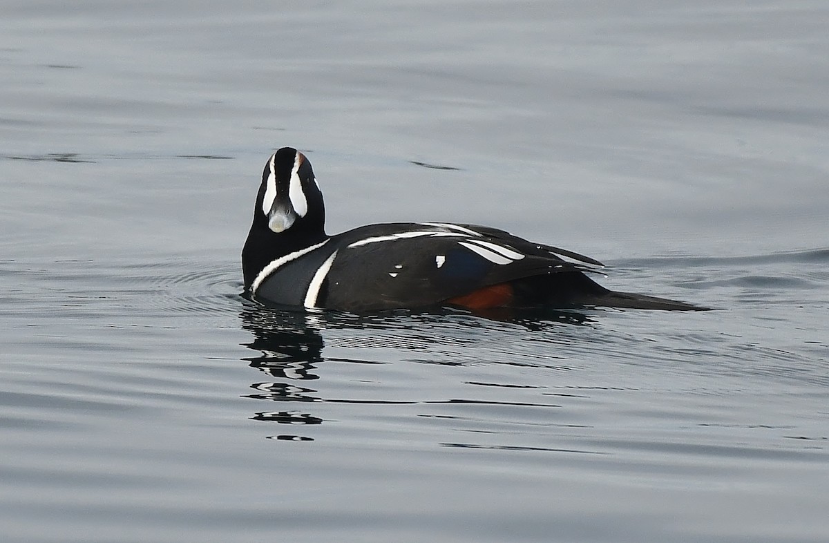 Harlequin Duck - ML644594436