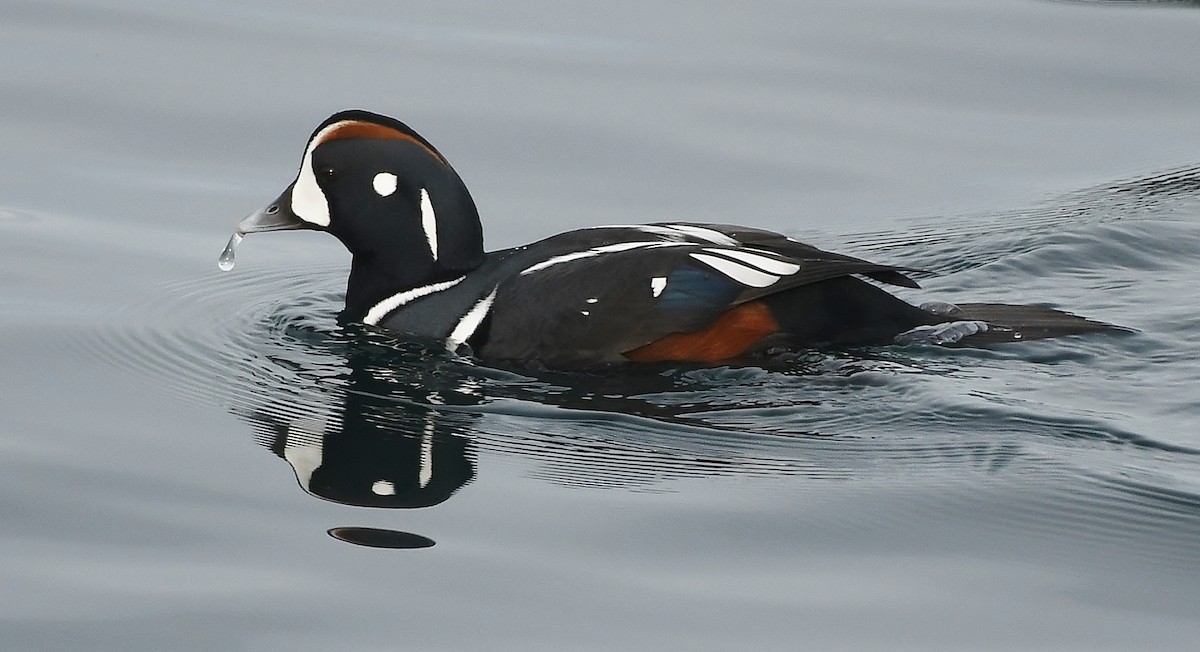 Harlequin Duck - ML644594437