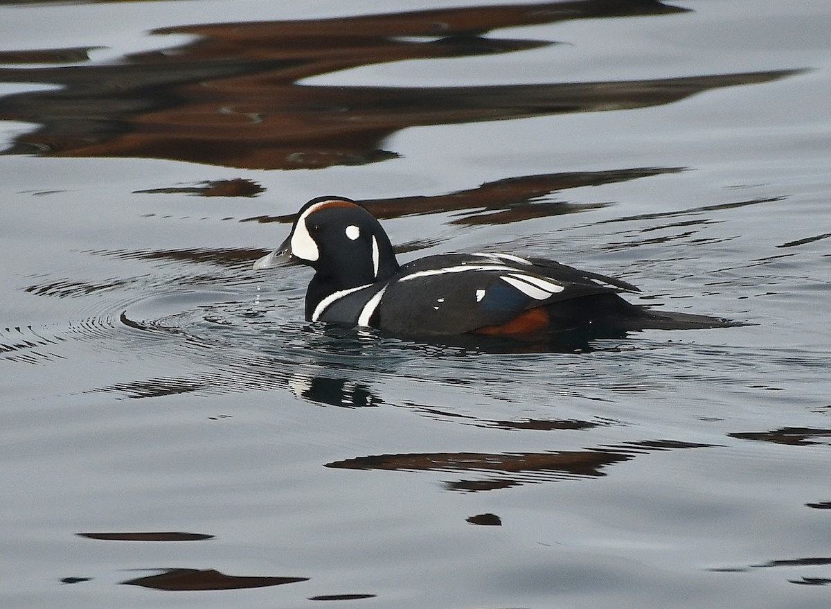 Harlequin Duck - ML644594438