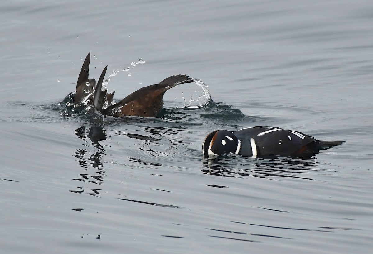 Harlequin Duck - ML644594439