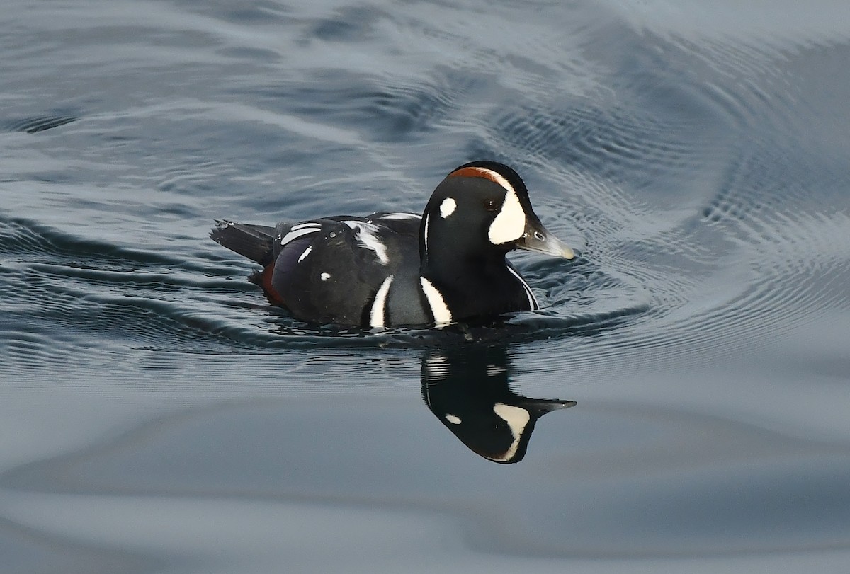 Harlequin Duck - ML644594440