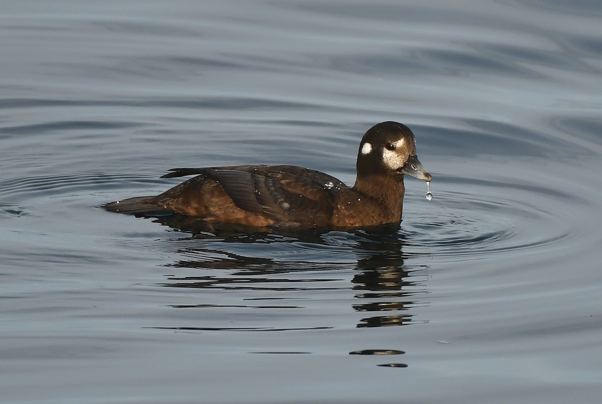 Harlequin Duck - ML644594441