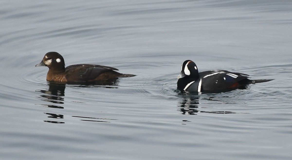 Harlequin Duck - ML644594442