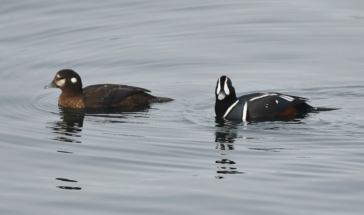 Harlequin Duck - ML644594443
