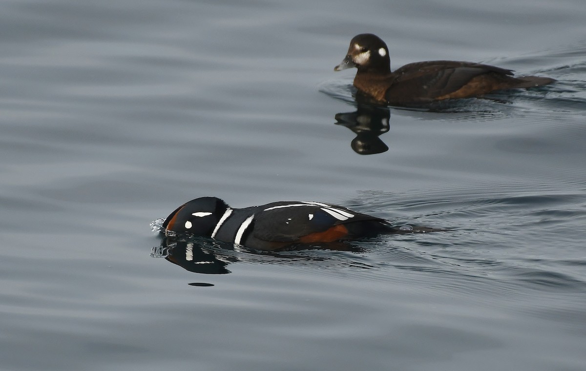 Harlequin Duck - ML644594444