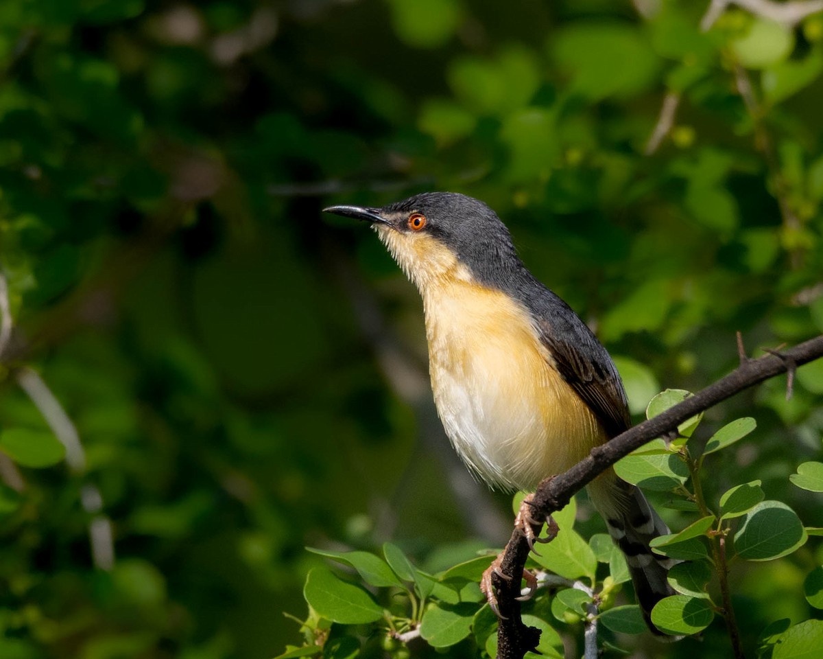 Ashy Prinia - ML644594452