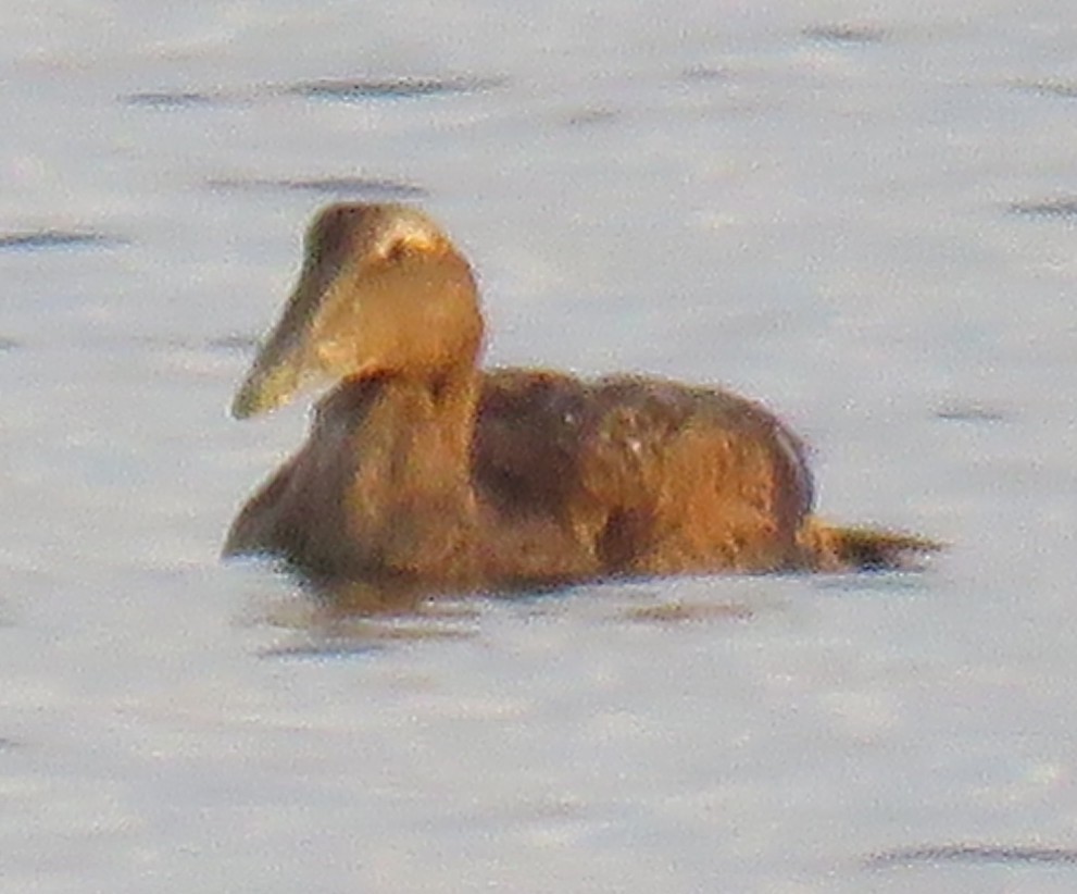 אדרית שחורת-כיפה - ML644594463