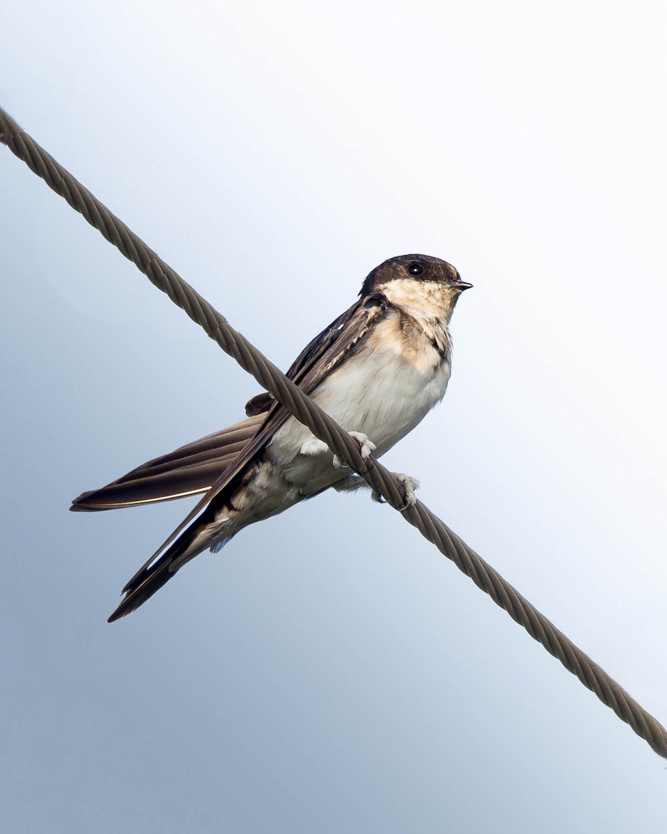 Western House-Martin - ML644594467