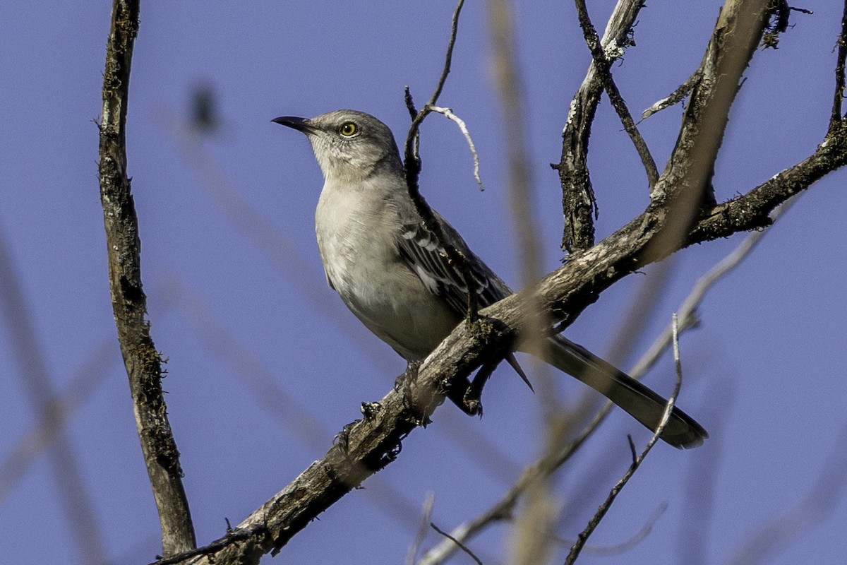Northern Mockingbird - ML644594472