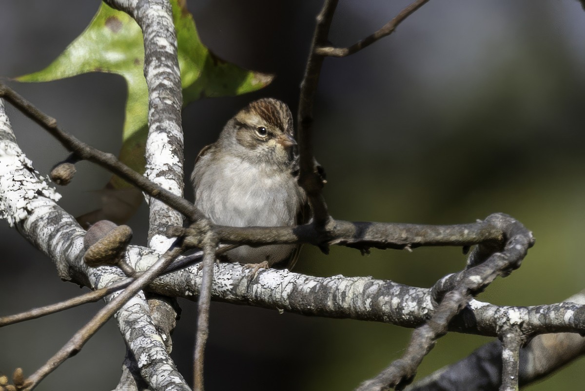 Chipping Sparrow - ML644594486