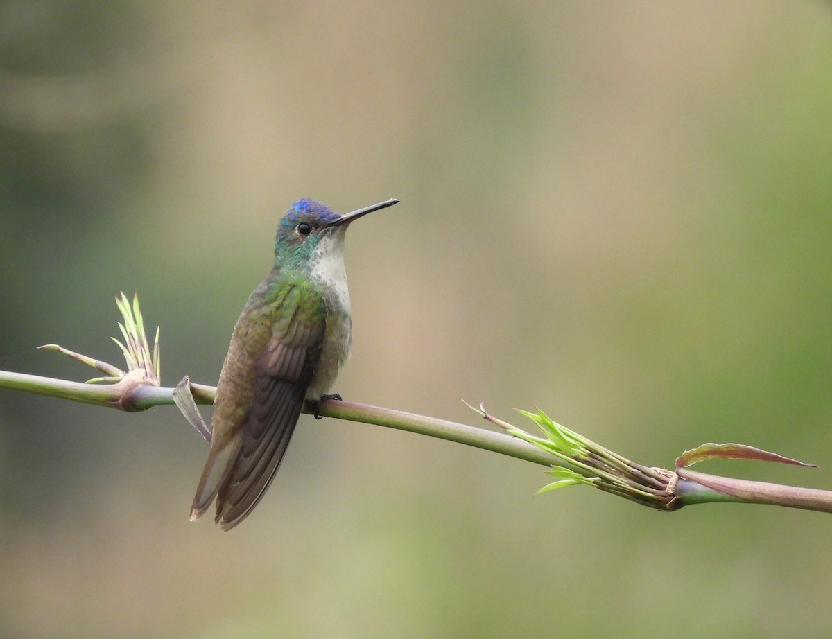 Amazilia Coroniazul - ML644594488