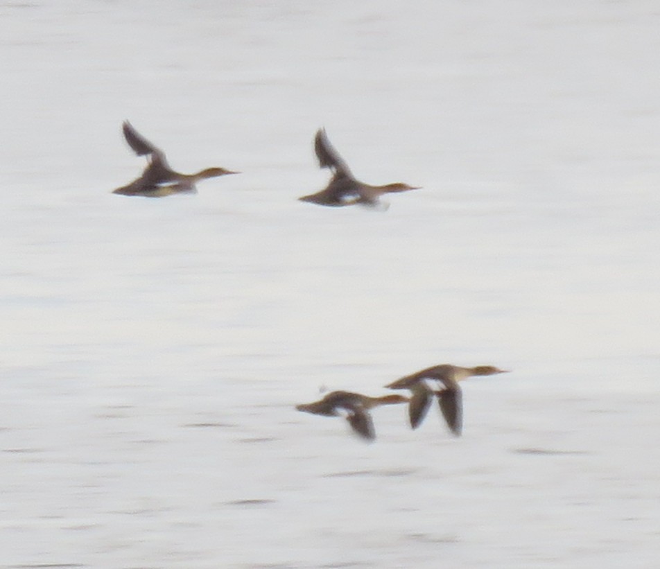 Red-breasted Merganser - ML644594489