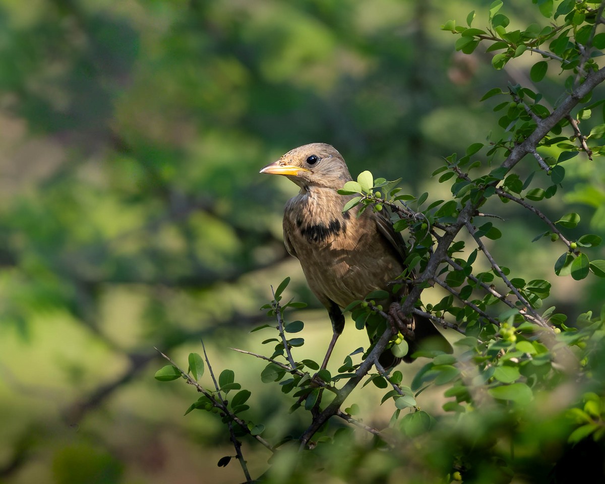 粉紅椋鳥 - ML644594490