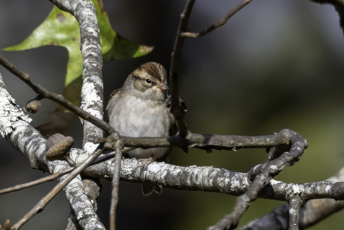 Chipping Sparrow - ML644594491