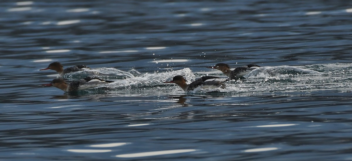 Red-breasted Merganser - ML644594492