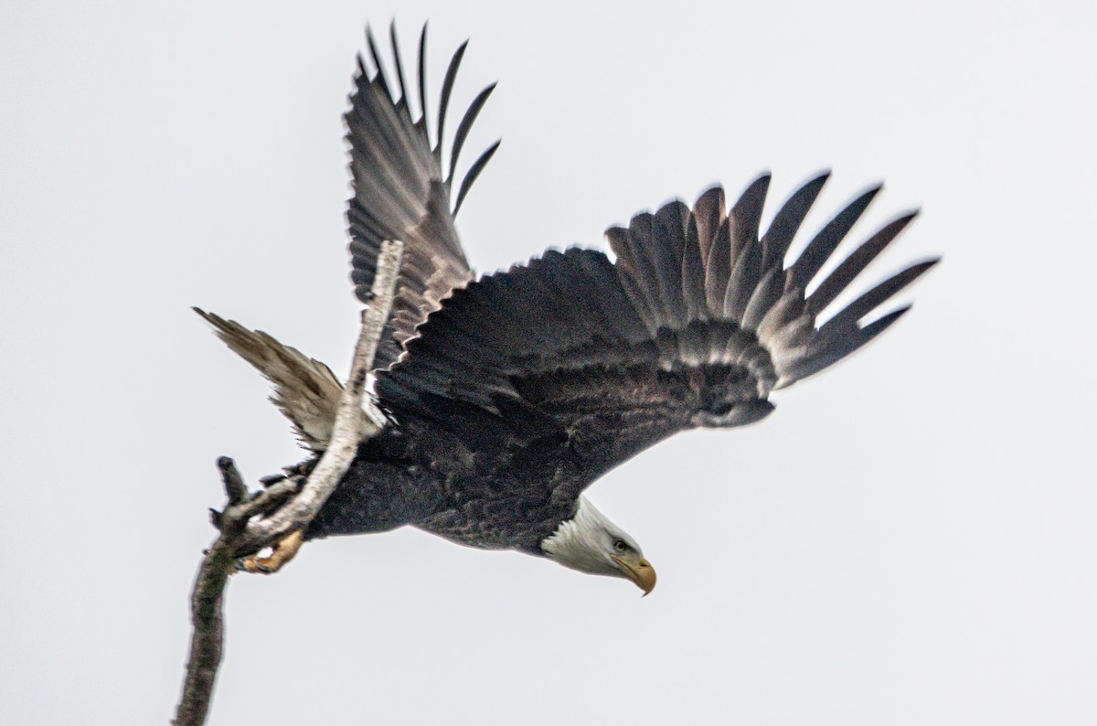 Bald Eagle - ML644594493