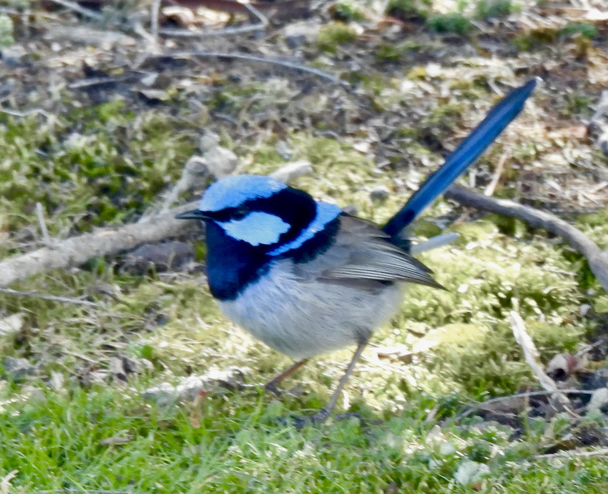 Superb Fairywren - ML644594501