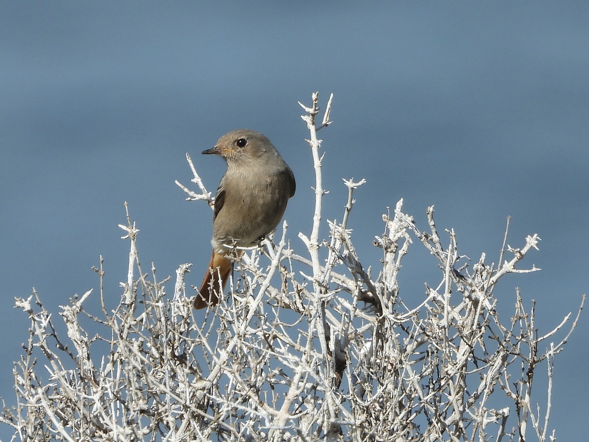 Горихвістка чорна - ML644594502