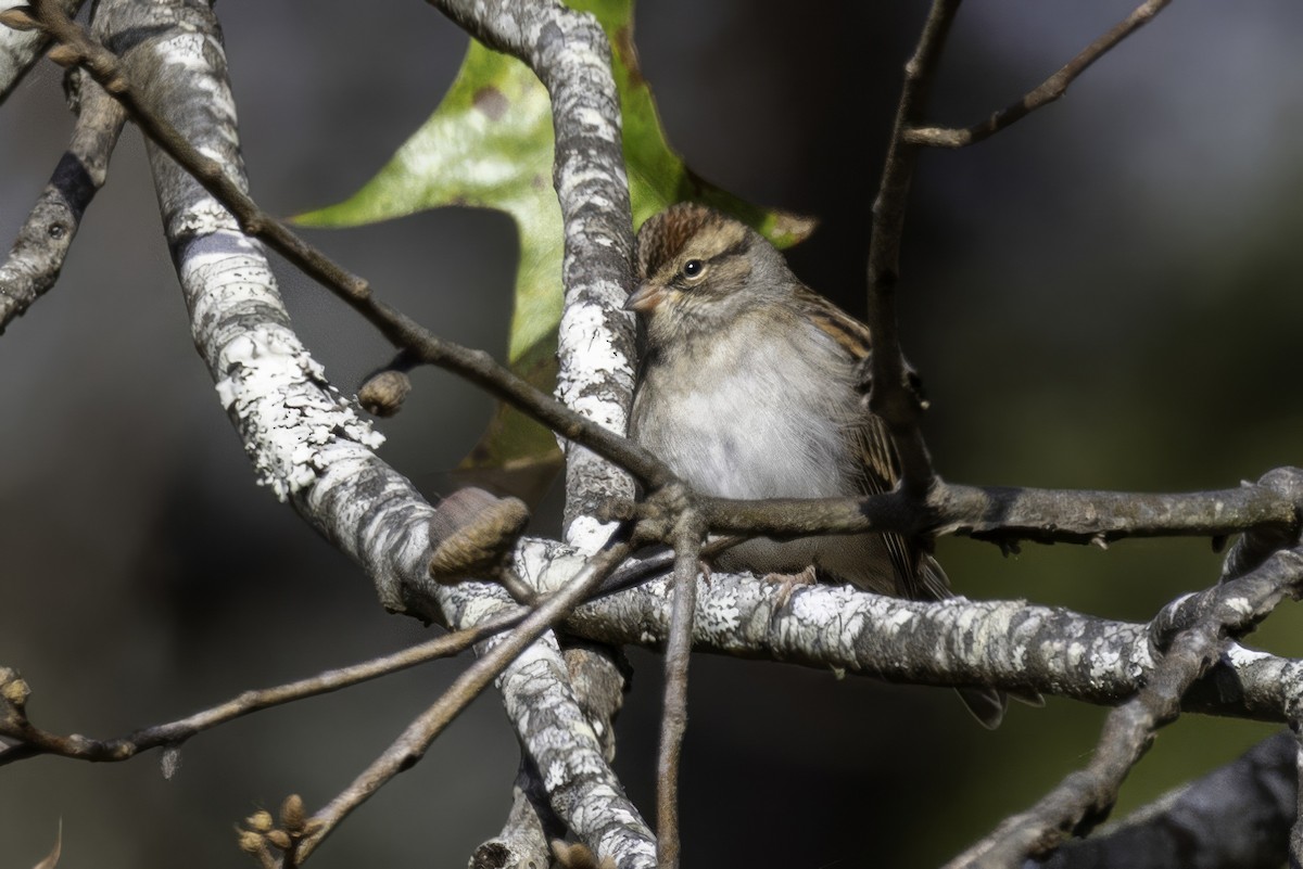 Chipping Sparrow - ML644594505