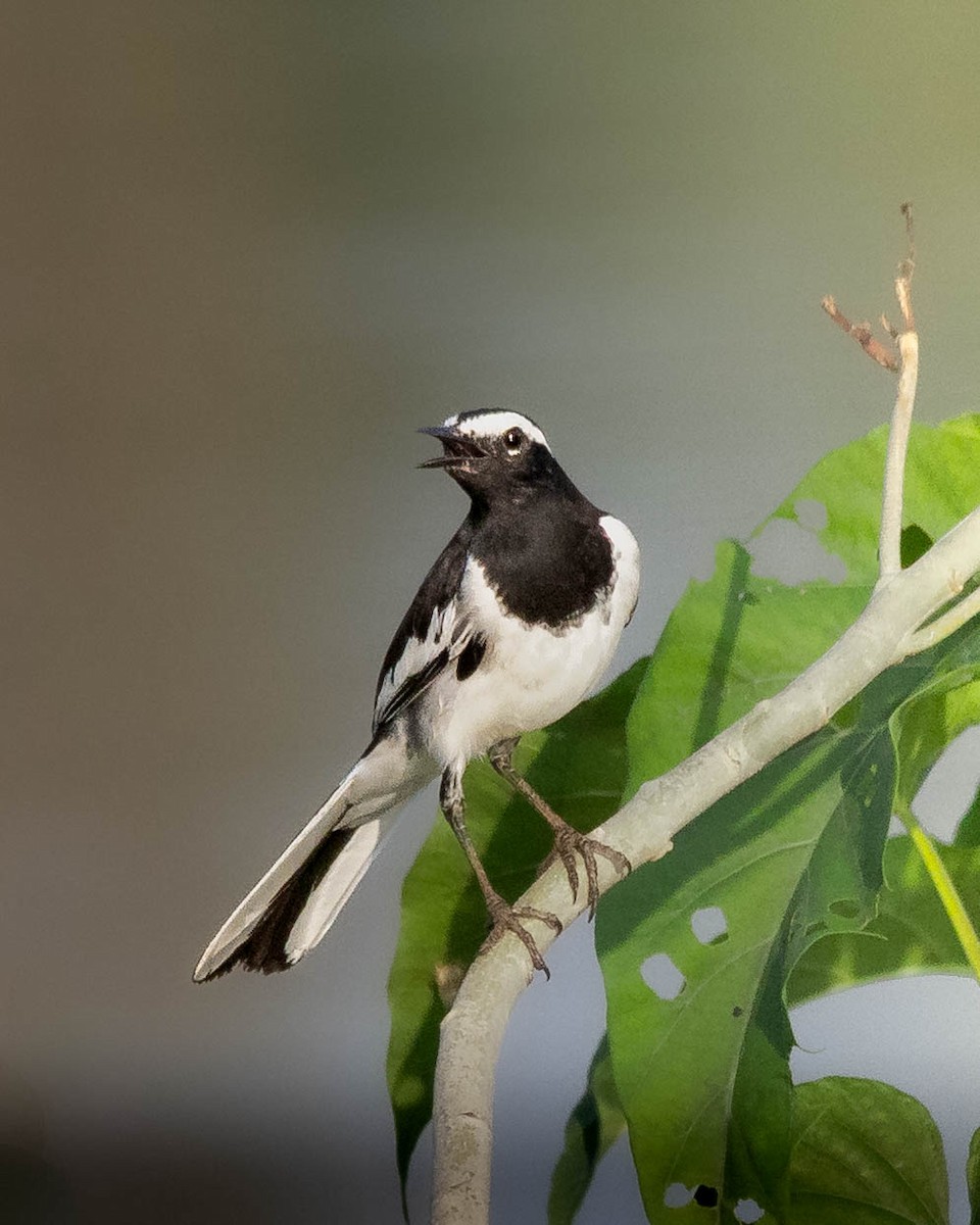 Bergeronnette indienne - ML644594512