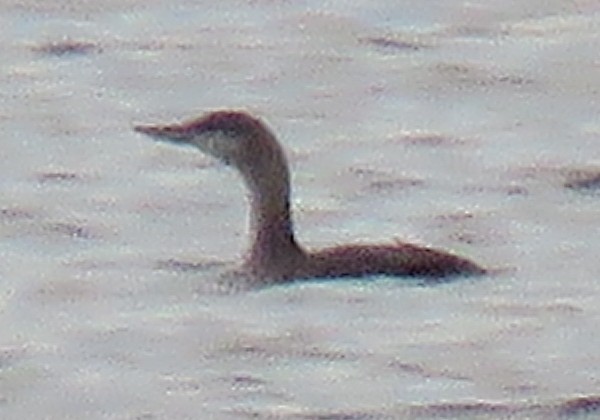 Plongeon catmarin - ML644594537