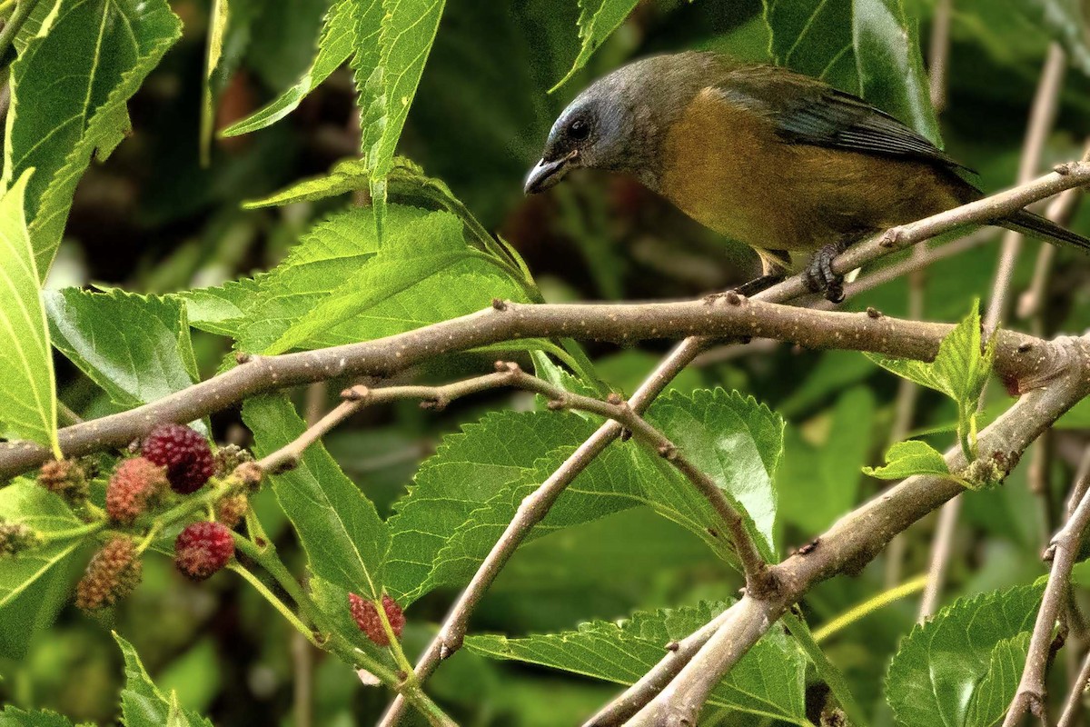 Blue-and-yellow Tanager - ML644594538