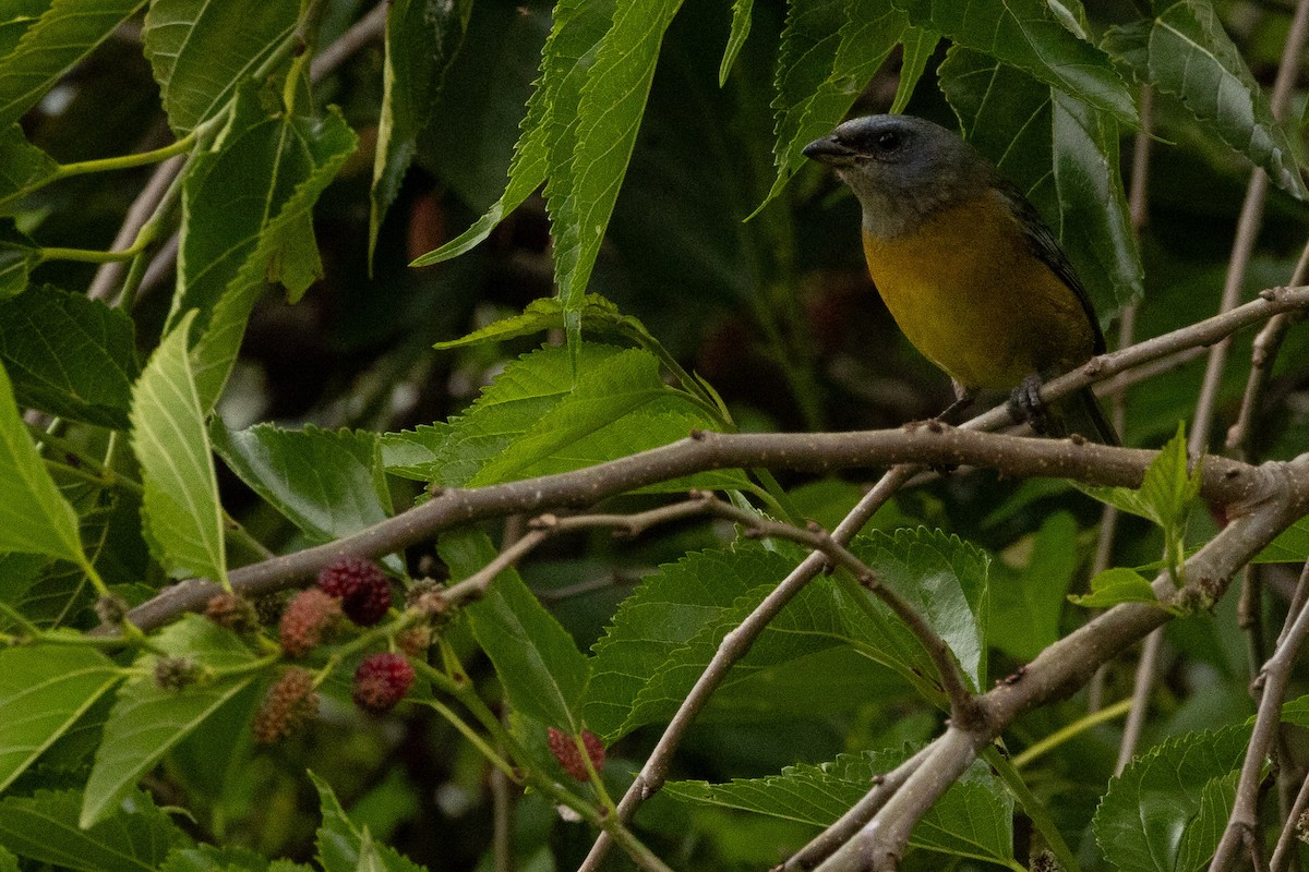 Blue-and-yellow Tanager - ML644594539