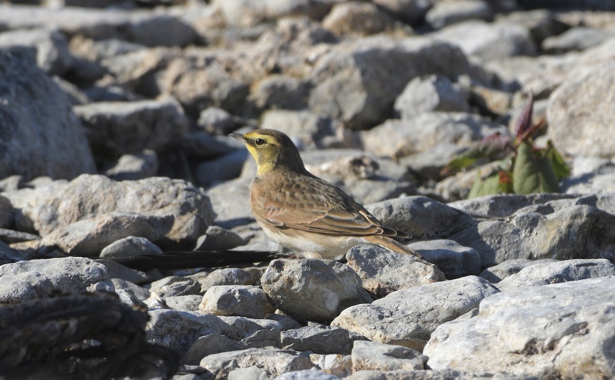 Рогатый жаворонок - ML644594542