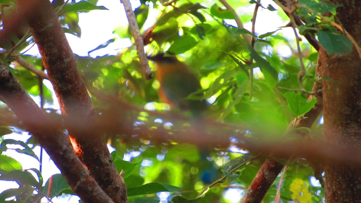 Whooping Motmot - ML644594543