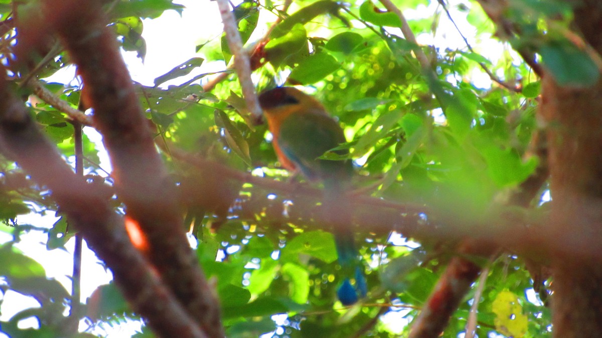 Whooping Motmot - ML644594544