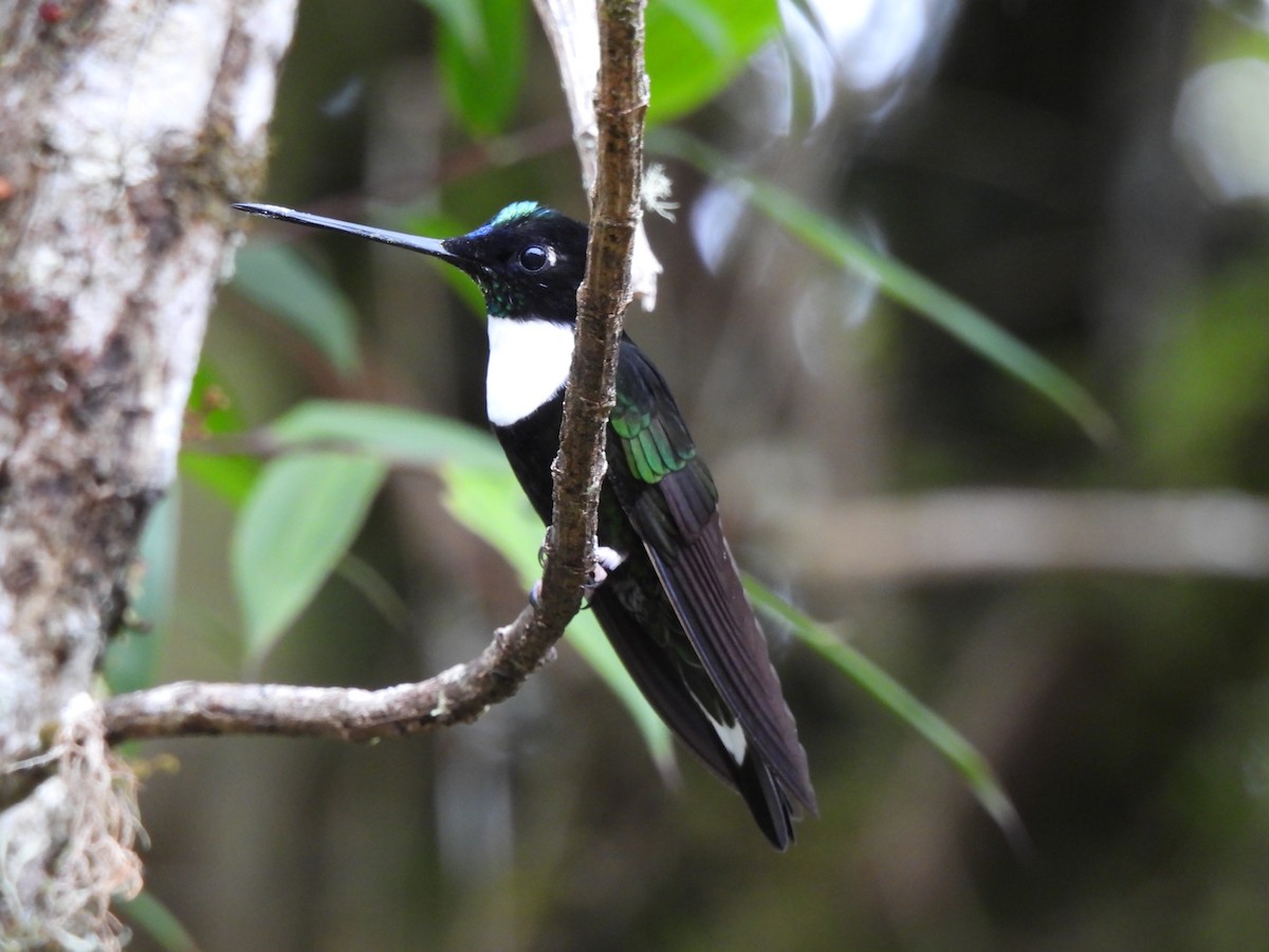 Collared Inca - ML644594555