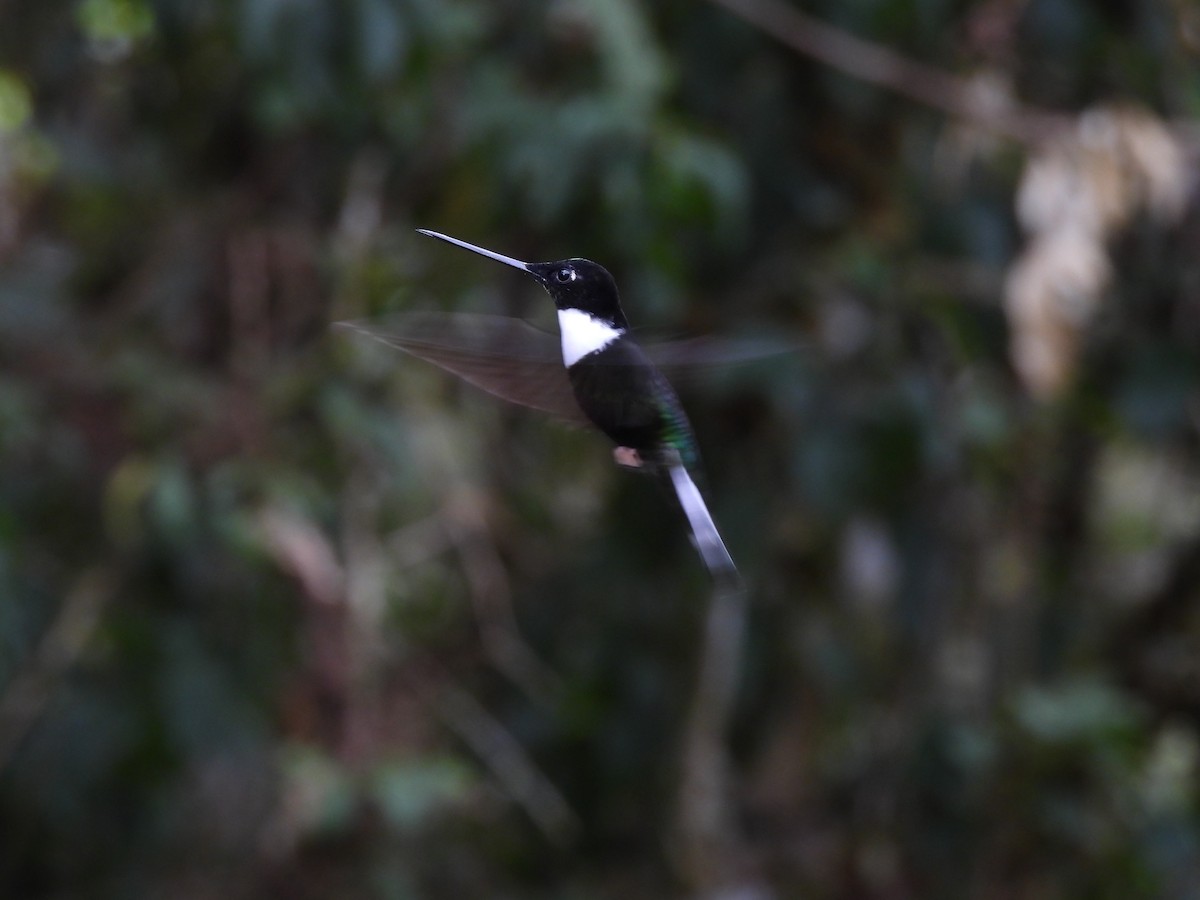 Collared Inca - ML644594557