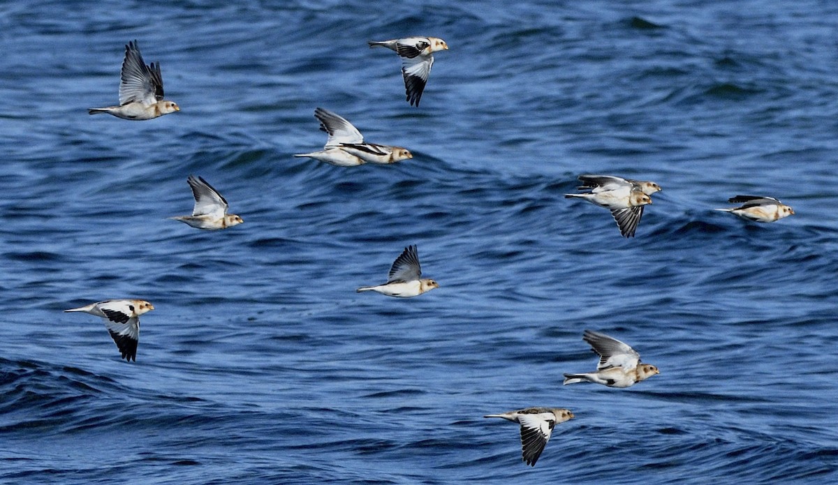 Пуночка - ML644594562