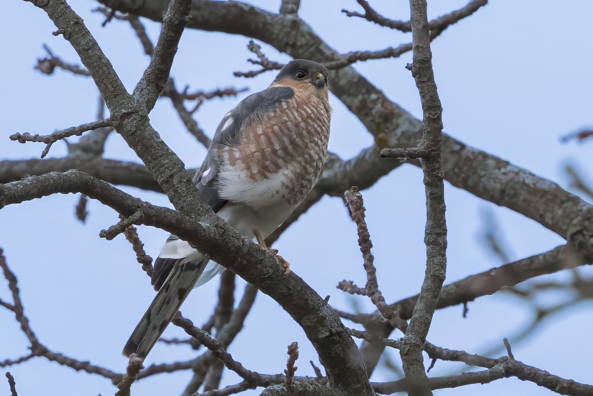 Sharp-shinned Hawk - ML644594564