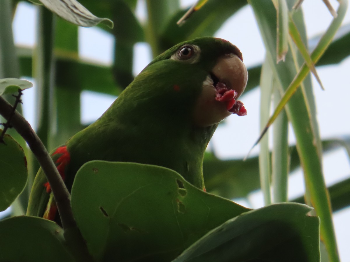 White-eyed Parakeet - ML644594578