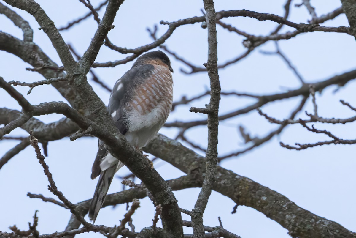 Sharp-shinned Hawk - ML644594588