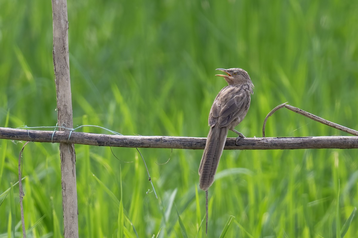 Кратеропа смугастоголова - ML644594590
