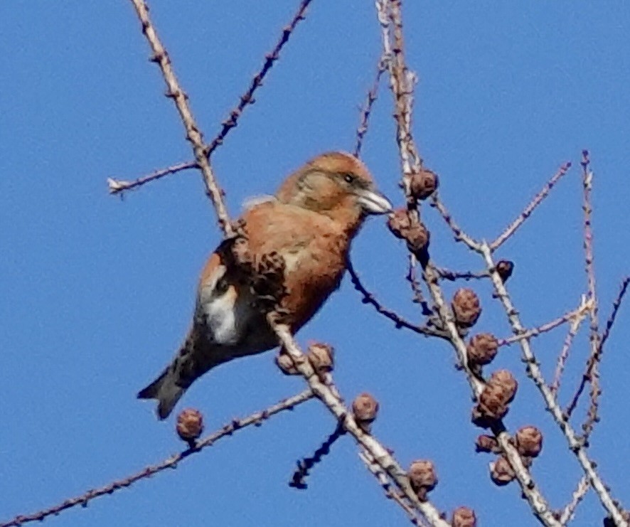 Red Crossbill - ML644594593