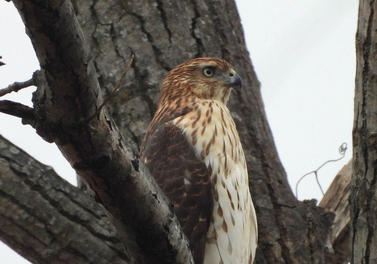 Cooper's Hawk - ML644594603
