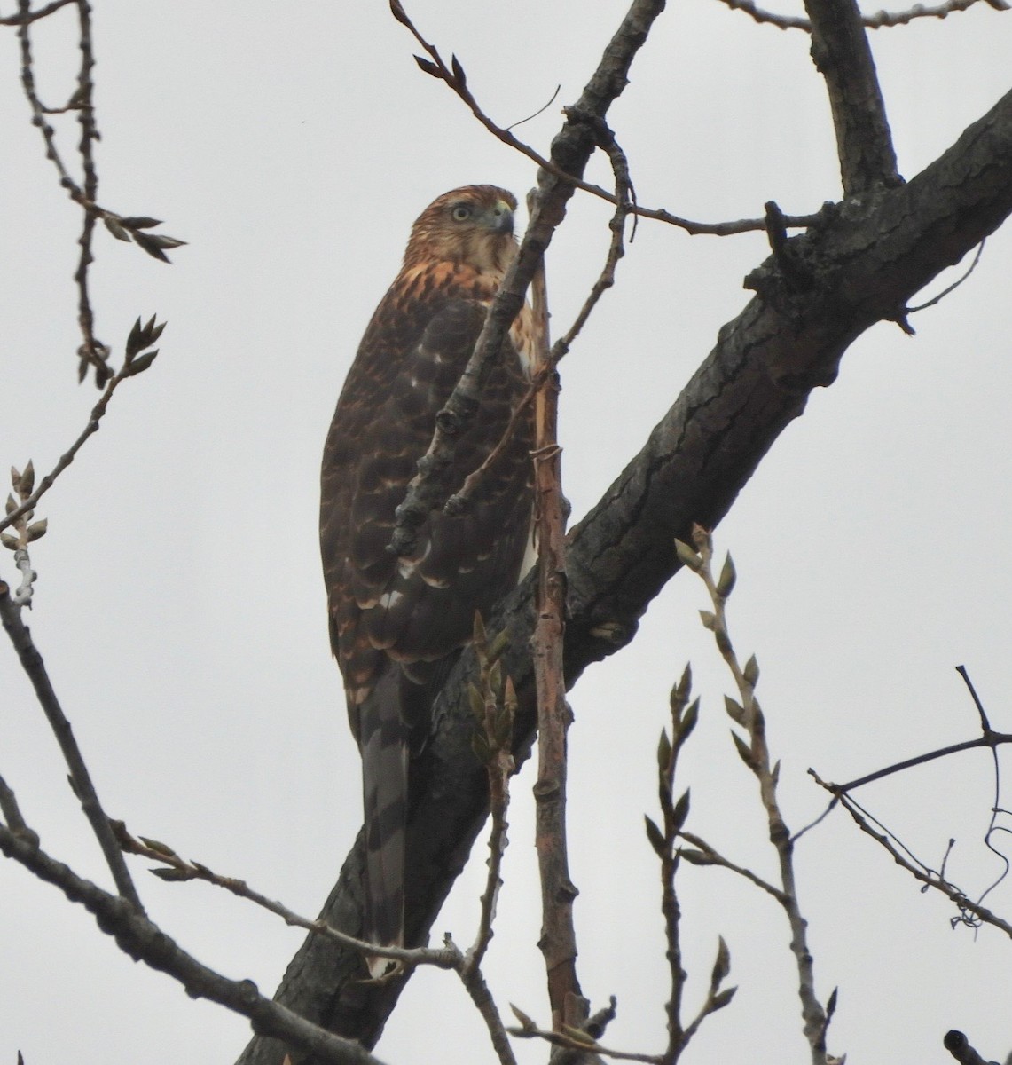 Cooper's Hawk - ML644594604
