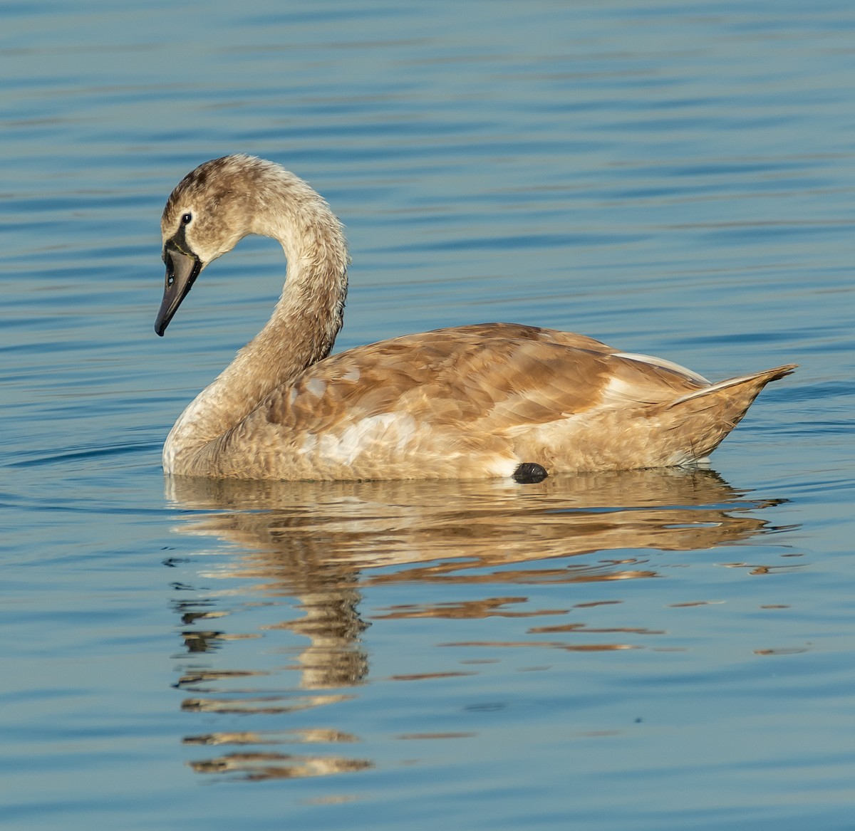 疣鼻天鵝 - ML644594606