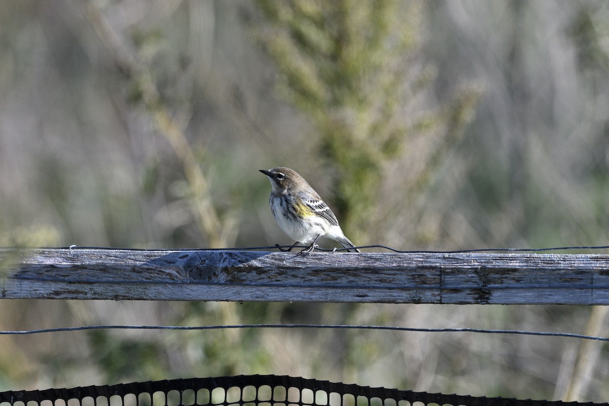 Миртовый певун (coronata) - ML644594607