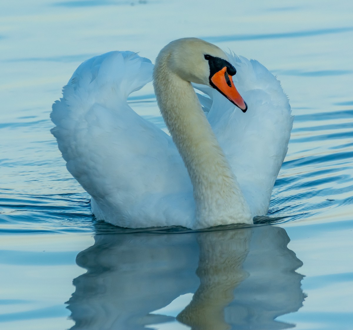 疣鼻天鵝 - ML644594608