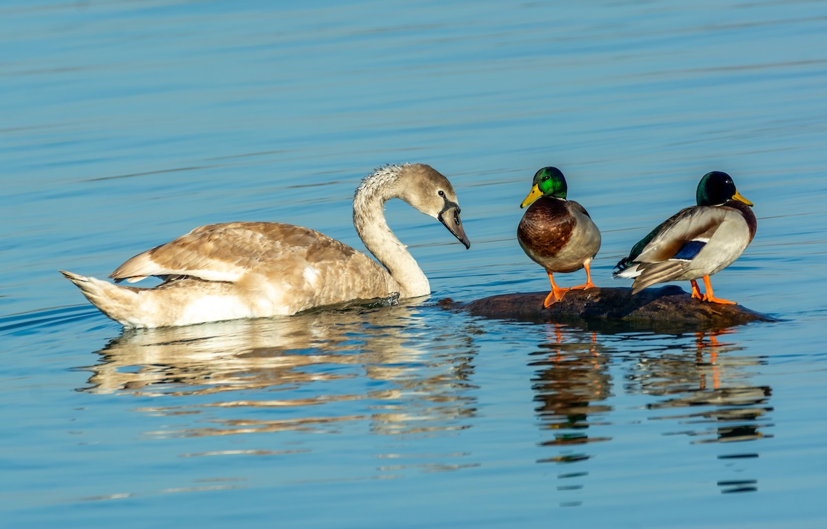 疣鼻天鵝 - ML644594609