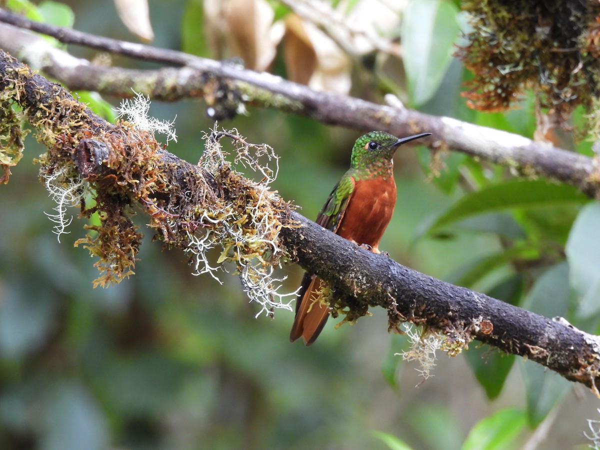 Chestnut-breasted Coronet - ML644594618