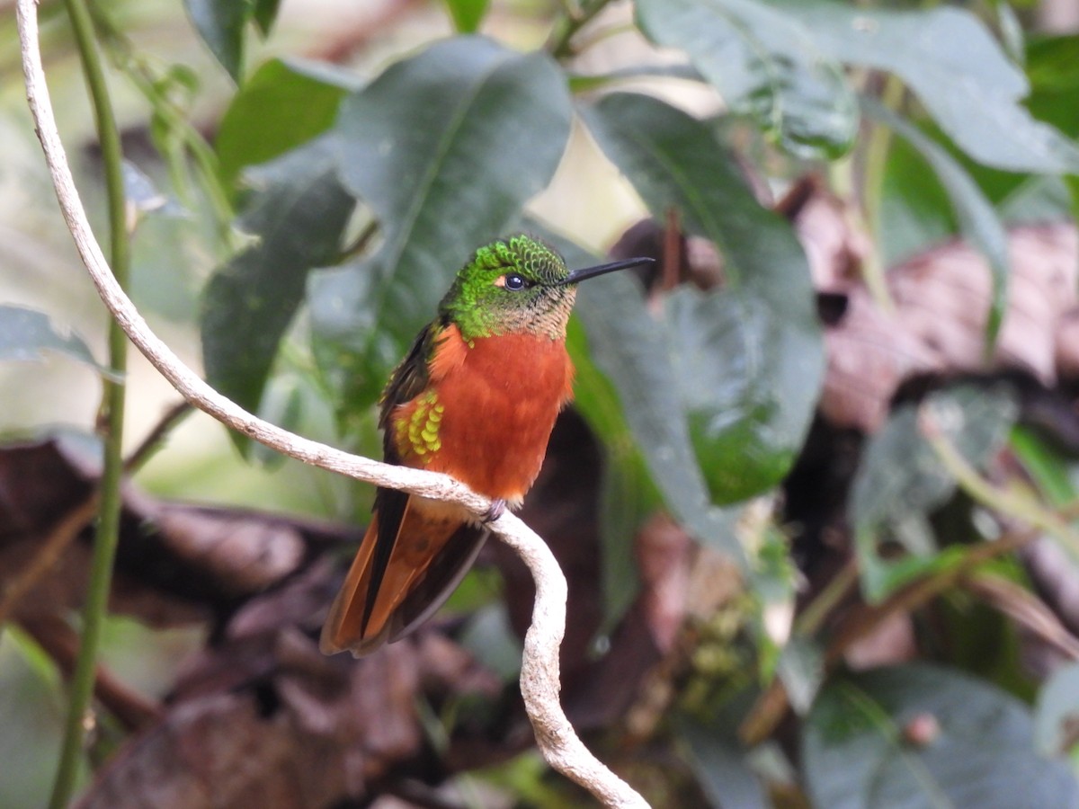 Chestnut-breasted Coronet - ML644594619