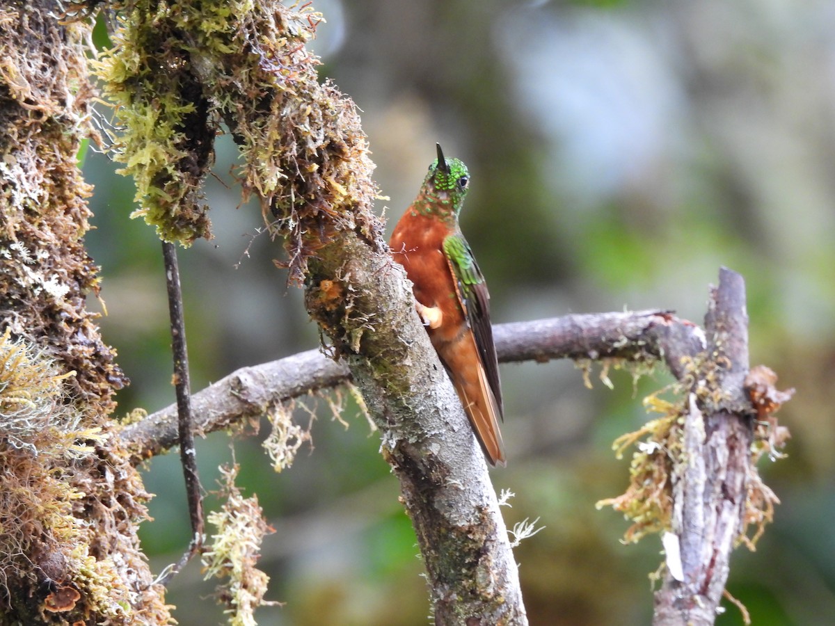 Chestnut-breasted Coronet - ML644594620