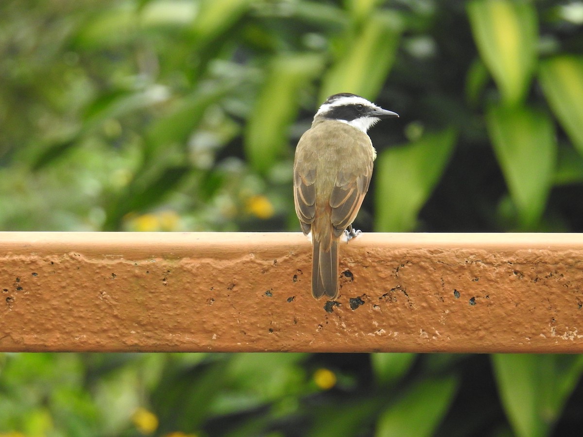 storkiskadi - ML644594625