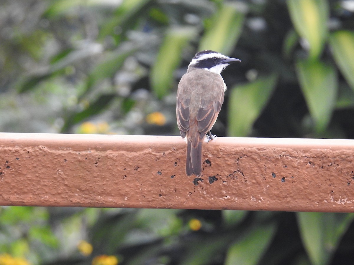 storkiskadi - ML644594626