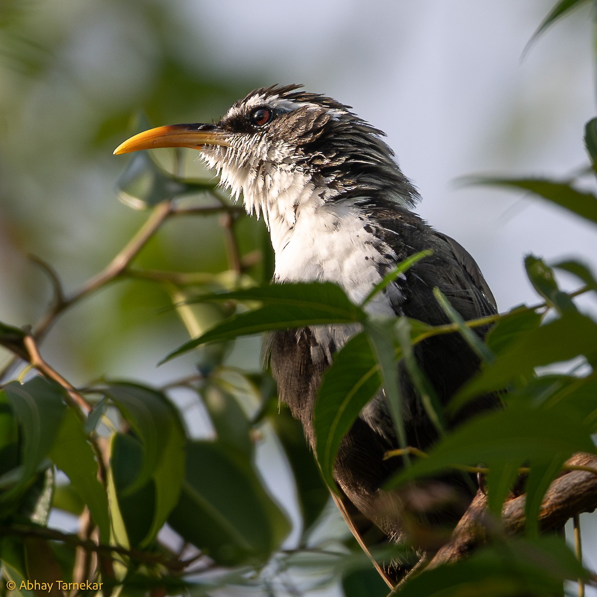 Indian Scimitar-Babbler - ML644594637